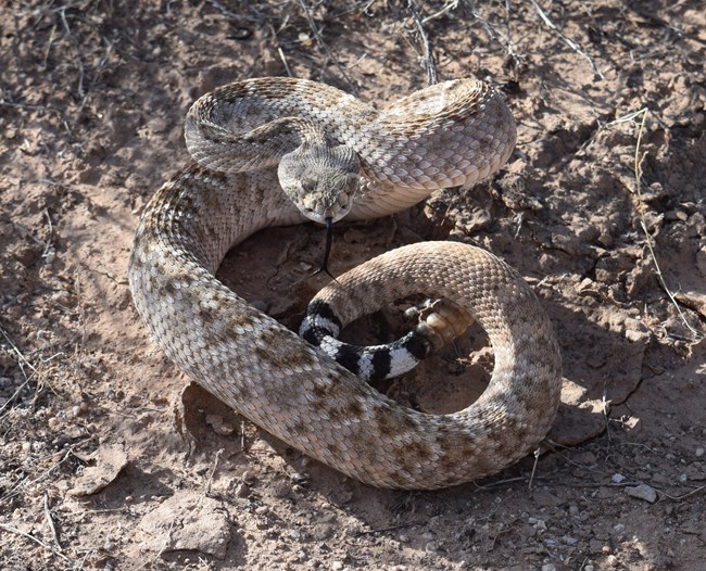 A diamondback is loosely coiled in a defensive pose. Its black and white tail bands are visible.