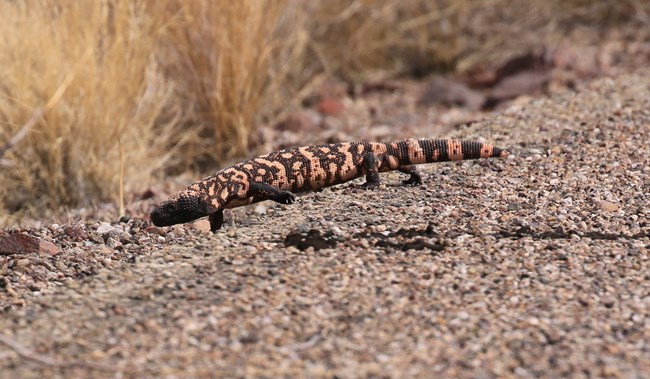 A Gila monster walks across a road, its black and orange body contrasting with the pavement
