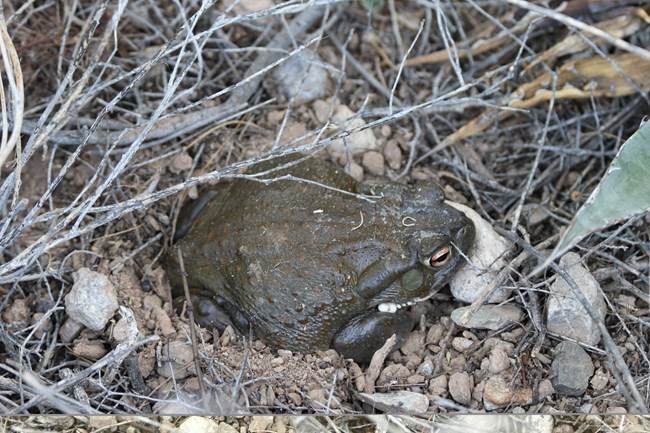 An olive-green toad with a prominent amber eye, crouched on gravel.