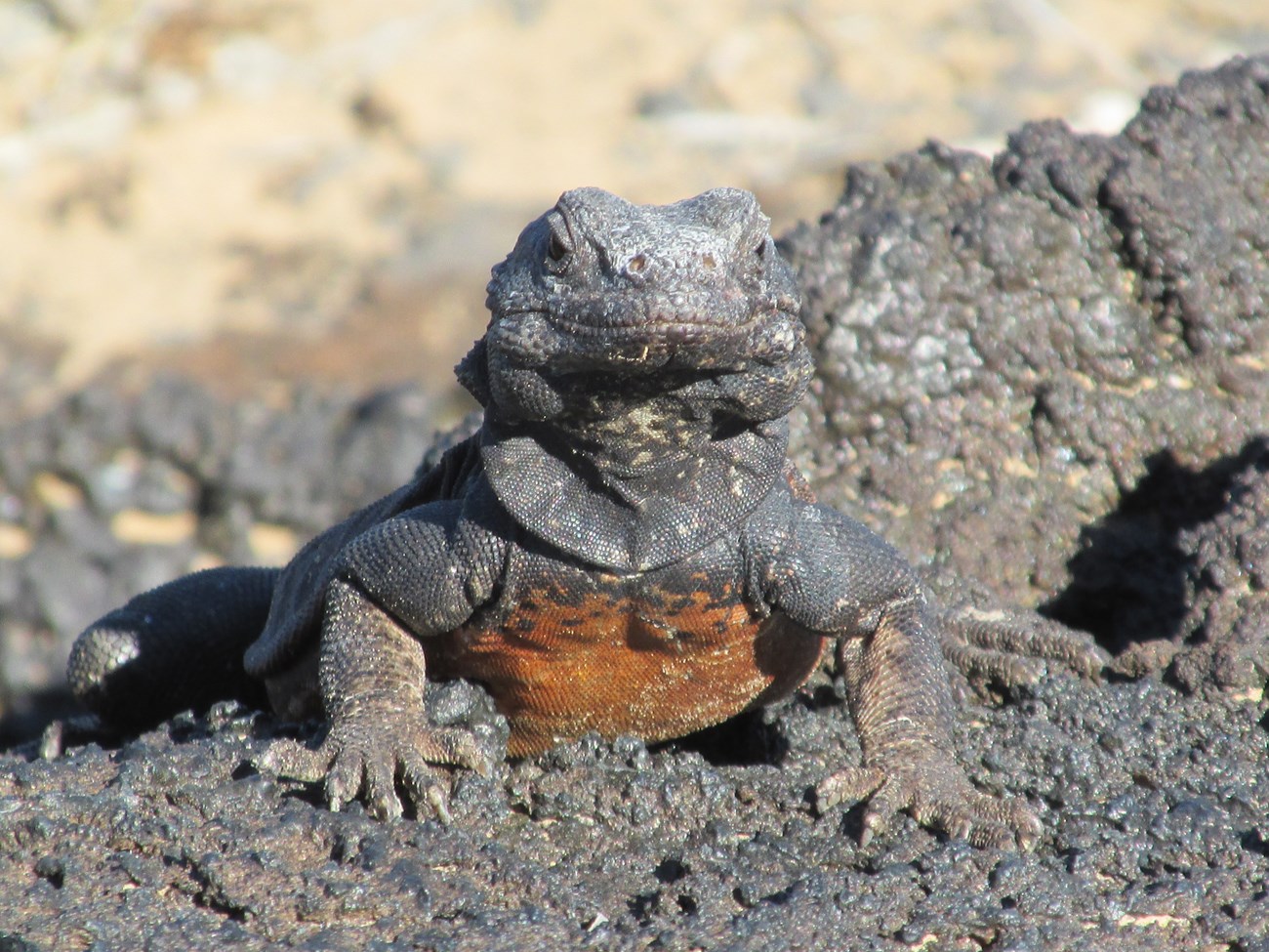 A chuckwalla looks at the camera. The lizard is mostly black with an orange chest.