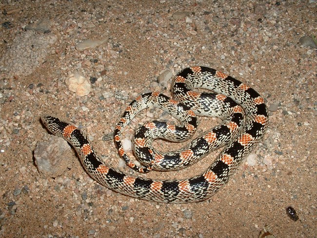 A black, red, and cream colored long-nosed snake on the ground at night.