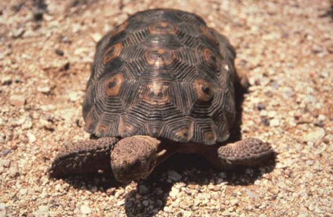 A desert tortoise faces the camera with both front legs out to the side at rest.