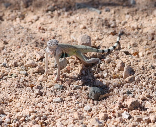 A male zebra tailed lizard with blue sides and a striped tail standing on the ground.