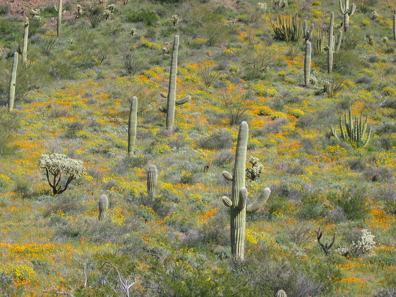 Beautiful orange and gold wildflowers surround desert cacti, creating a colorful carpet across the desert floor.