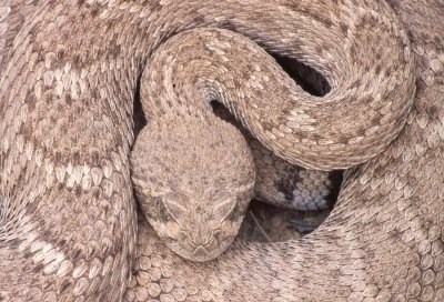 closeup of curled up diamondback rattlesnake