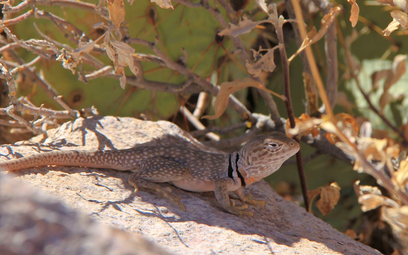 A collared lizard with distinct black and white bands across its neck sits in the shade of a plant with its eyes half closed.