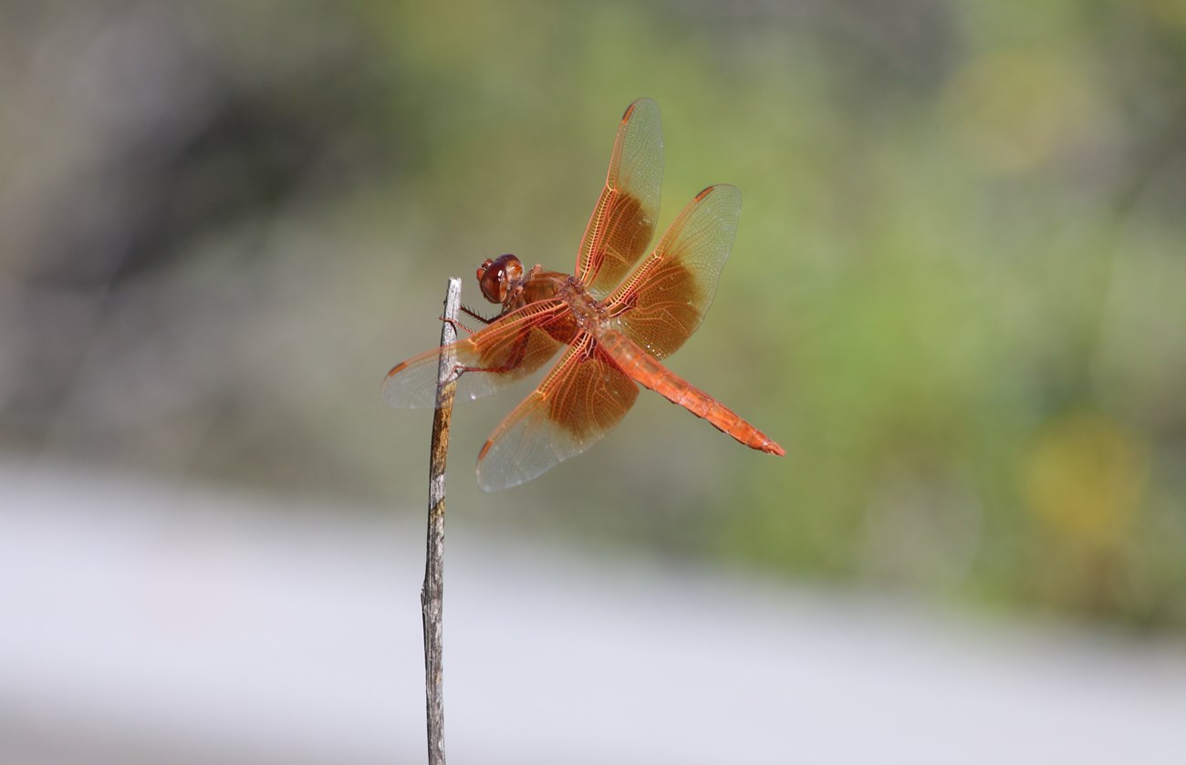 An orange dragonfly perches on a stick. Half of its wings are transparent.