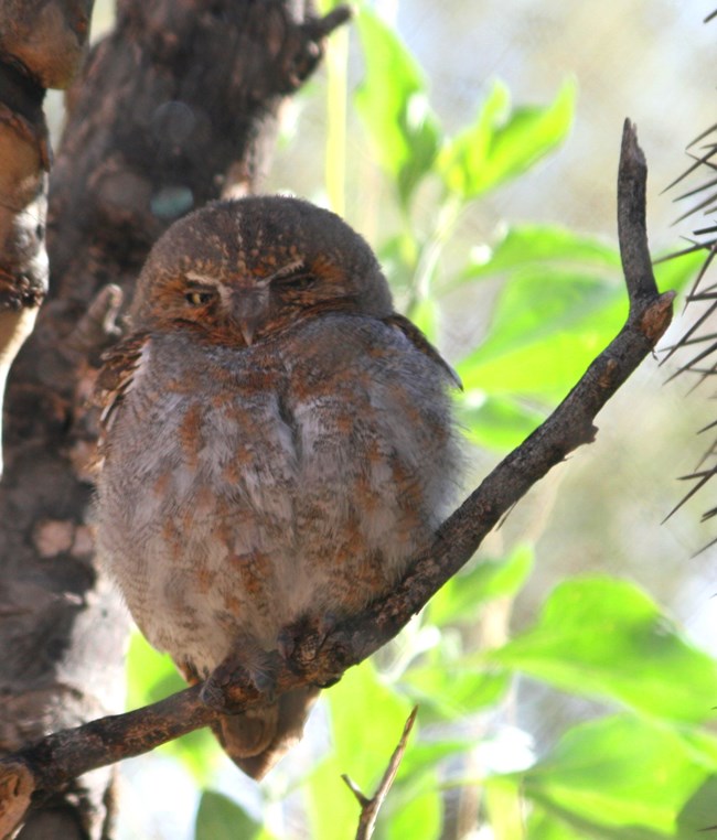 A small brown and white owl with nearly closed eyes perched on a branch, with body feathers fluffed.