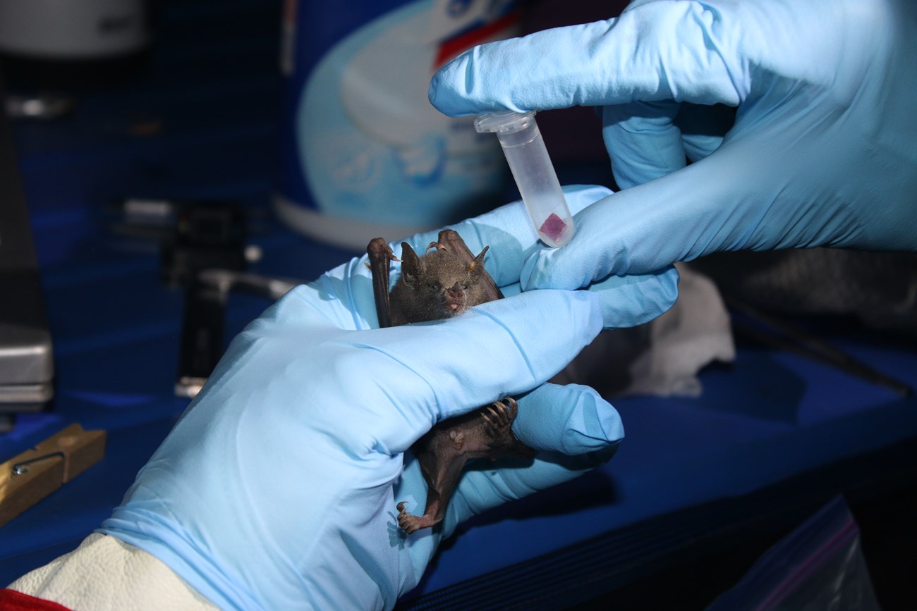 A lesser long-nosed bat and a pollen sample in the gloved hands of a researcher.