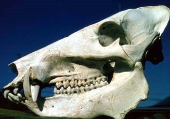 Javelina Skull that shows tusks and teeth.