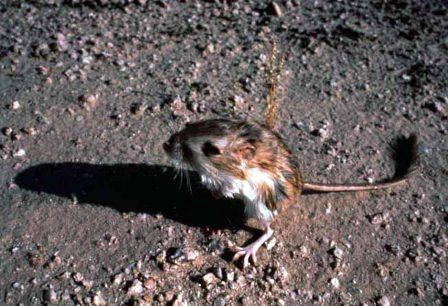 Kangaroo Rats have long tails to increase their balance and large hind legs for jumping long distances