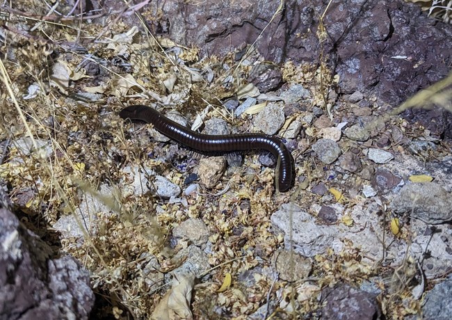 A glossy brown millipede crawling over gravel.