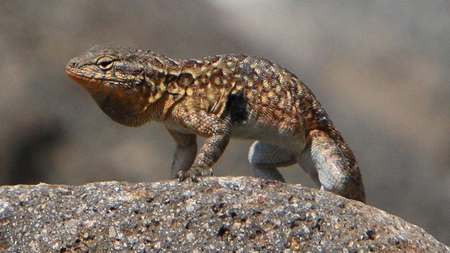 A small yellow and brown lizard with patches of orange under its chin and belly.