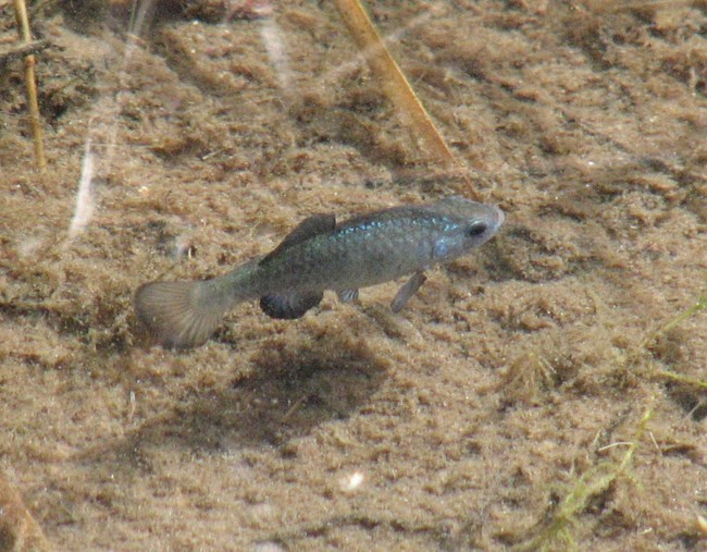 A male pupfish with light blue scales stands out against brown sand.
