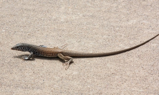 A brown and grey western whiptail with black spots sits on concrete pavement.