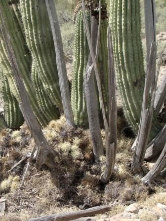 packrat midden in the base of an Organ Pipe Cactus