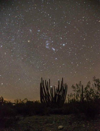 constellations over an organ pipe cactus