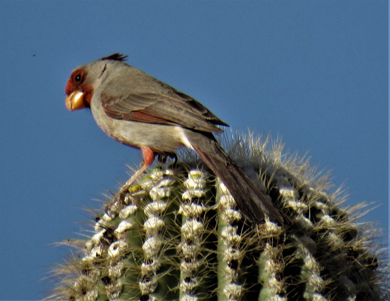 A silver bird with red patches on its face and belly sits atop a saguaro.