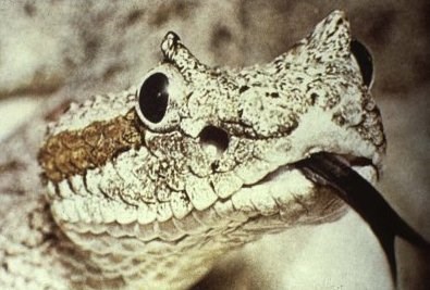 closeup of sidewinder head with tongue sticking out