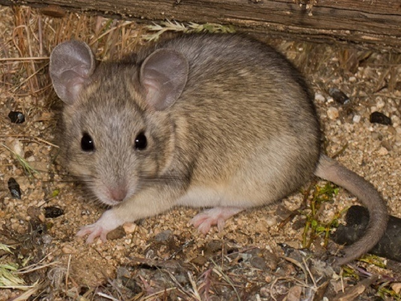 A woodrat curled into the corner of a structure.