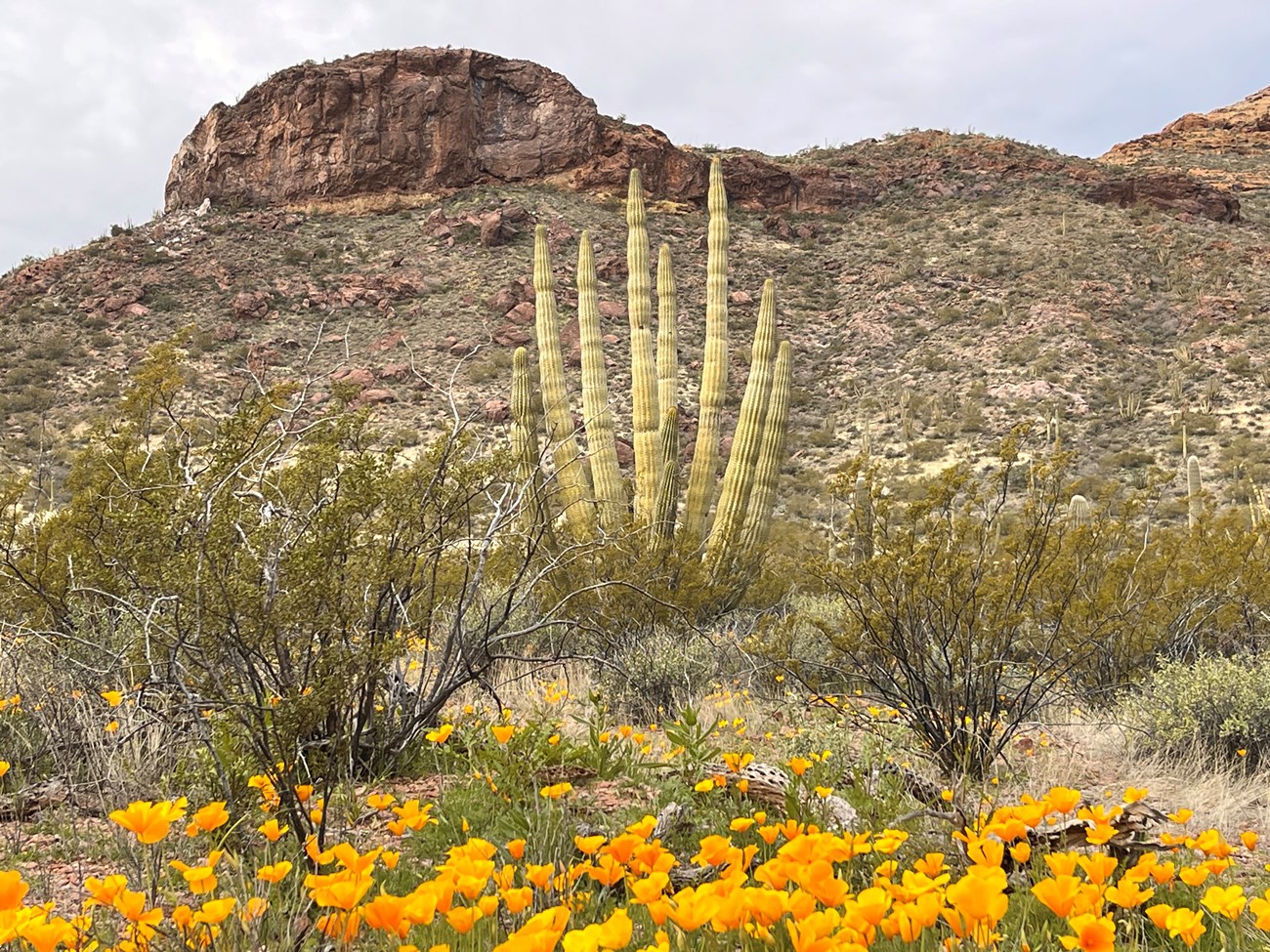 Bright orange poppies surround an organ pipe with brown mountains in the background.