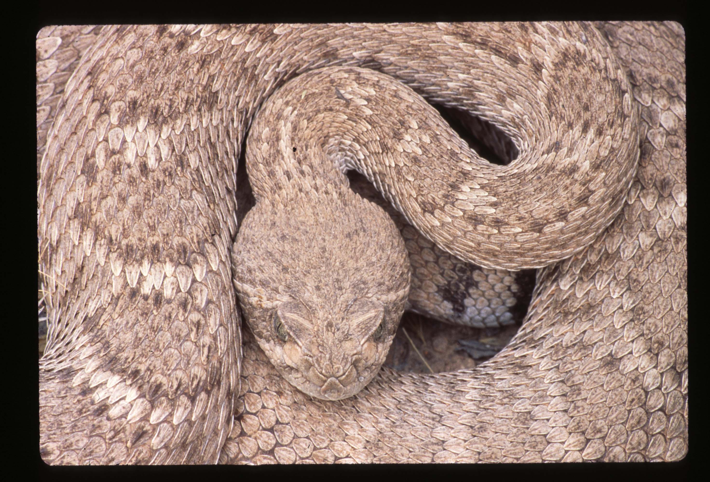Diamondback Rattlesnake