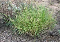 buffel grass