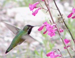 Male Costa's hummingbird drinking from a pentstemon plant