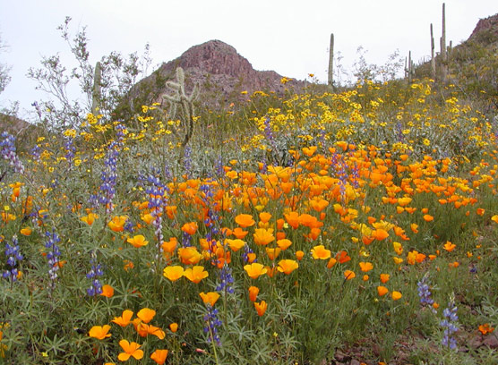 photo of a poppy field during early spring wildflower season.
