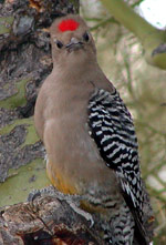 Curious Gila Woodpecker