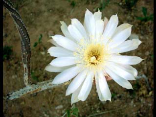 Queen of the Night Flower