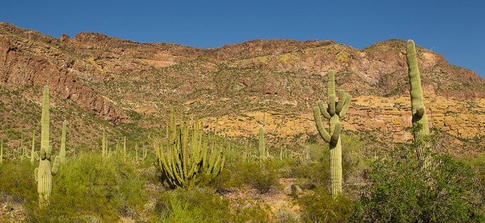 Organ Pipe and Saguaro Cacti