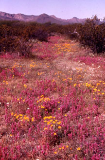 owl's clover owl's clover