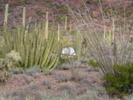 Tent Camping in Alamo Canyon Campground