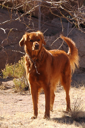 Pets are welcome in certain areas of Organ Pipe.