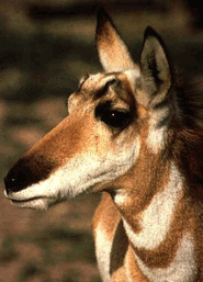Sonoran Pronghorn