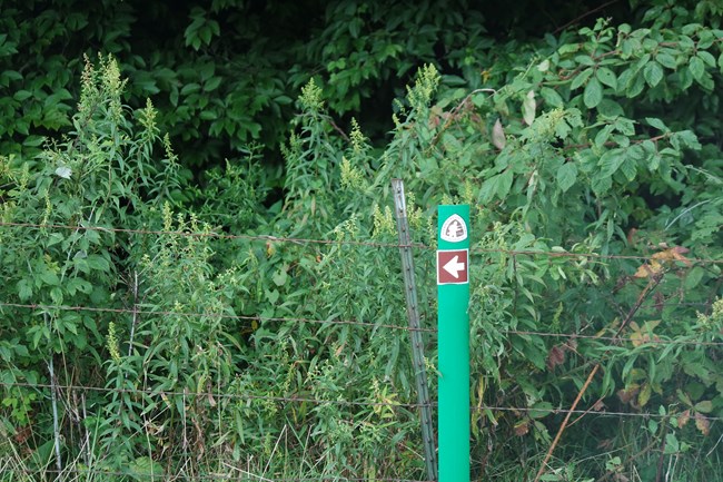 A green trail marker with arrow