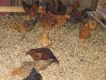 Chickens in the Coop