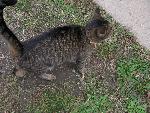 Kitty the Farm Cat
