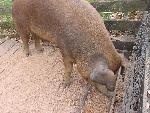 It's a Hog Breakfast!