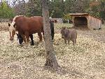 Horses and Pony Mule in Pasture
