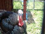 Mr. Tom Turkey