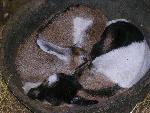 Baby Goats Napping