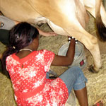 girl milking cow