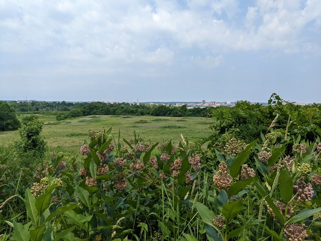 Milkweed on the edge of a large open field