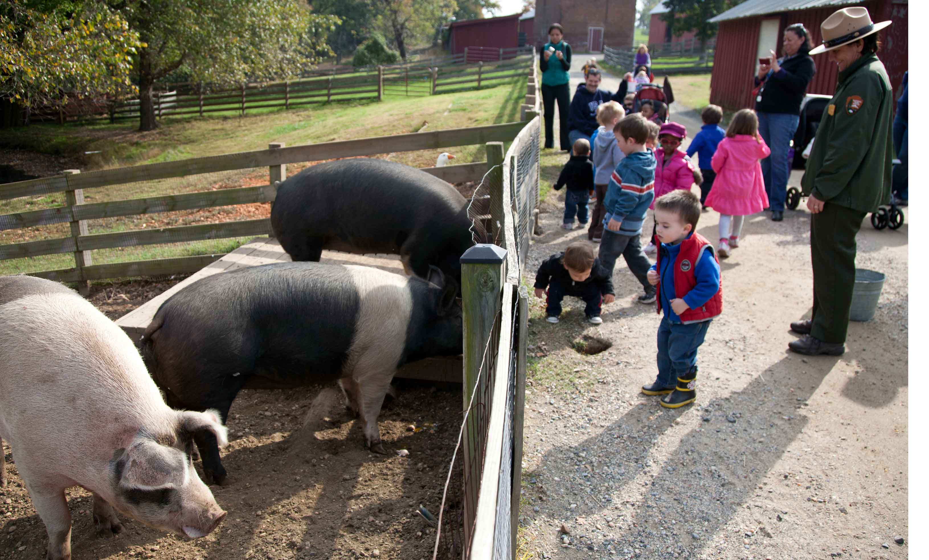 steph-and-pigs