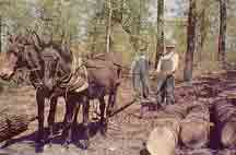 Mules pulling logs the old fashione