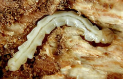 Larva