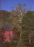 Alley Mill in the Fall