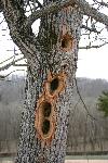 woodpecker holes in tree trunk